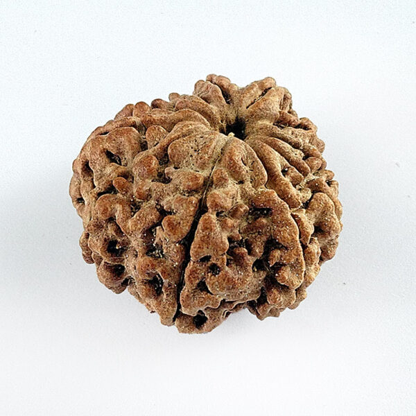 10 Faced Rudraksha (दस मुखी रूद्राक्ष) - Image 2