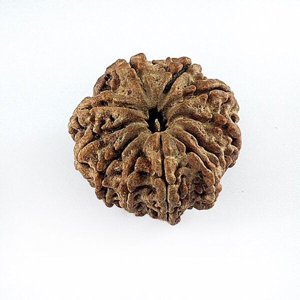 10 Faced Rudraksha (दस मुखी रूद्राक्ष)