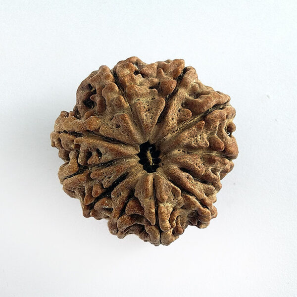 10 Faced Rudraksha (दस मुखी रूद्राक्ष) - Image 3