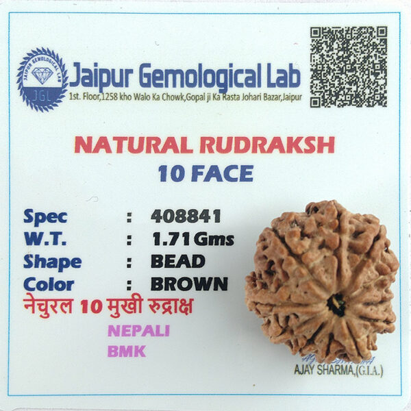 10 Faced Rudraksha (दस मुखी रूद्राक्ष) - Image 4