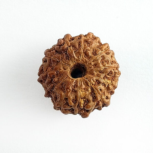 11 Faced Rudraksha (ग्‍यारह मुखी रूद्राक्ष)