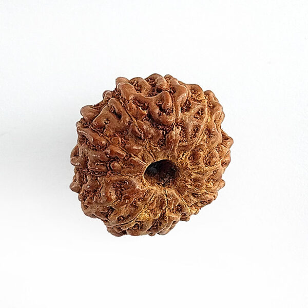 11 Faced Rudraksha (ग्‍यारह मुखी रूद्राक्ष) - Image 3