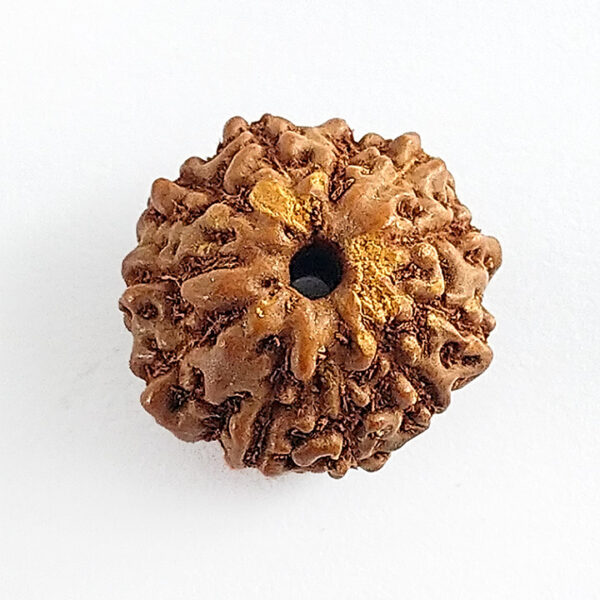 11 Faced Rudraksha (ग्‍यारह मुखी रूद्राक्ष) - Image 2