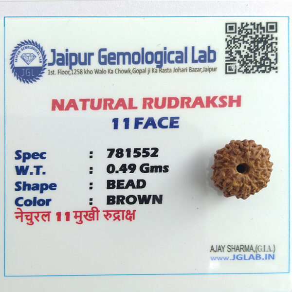 11 Faced Rudraksha (ग्‍यारह मुखी रूद्राक्ष) - Image 4