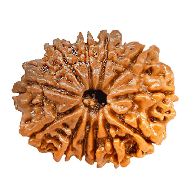 12 Faced Rudraksha (बारह मुखी रूद्राक्ष)