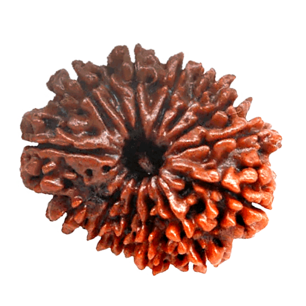 13 Faced Rudraksha (तेरह मुखी रूद्राक्ष)