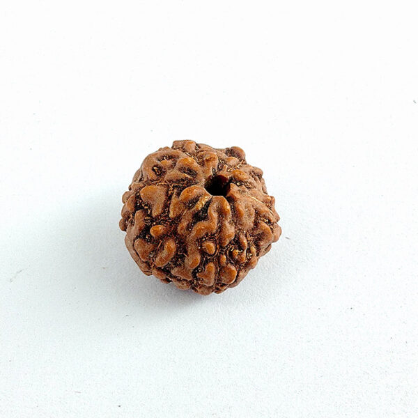 6 Faced Rudraksha (छ: मुखी रूद्राक्ष) - Image 2