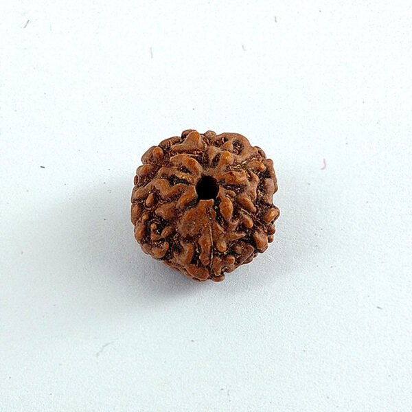 6 Faced Rudraksha (छ: मुखी रूद्राक्ष)