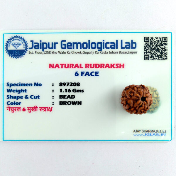 6 Faced Rudraksha (छ: मुखी रूद्राक्ष) - Image 3