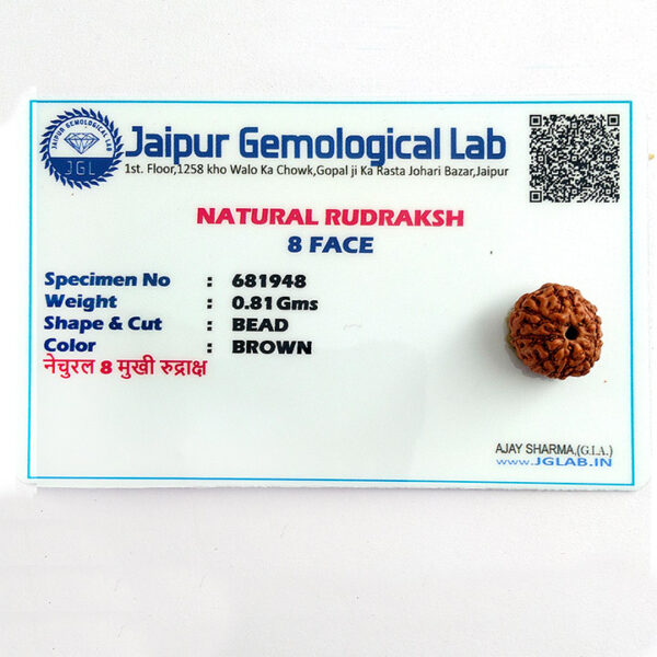 8 Faced Rudraksha (आठ मुखी रूद्राक्ष) - Image 4