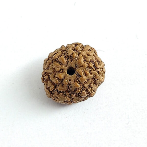 8 Faced Rudraksha (आठ मुखी रूद्राक्ष)