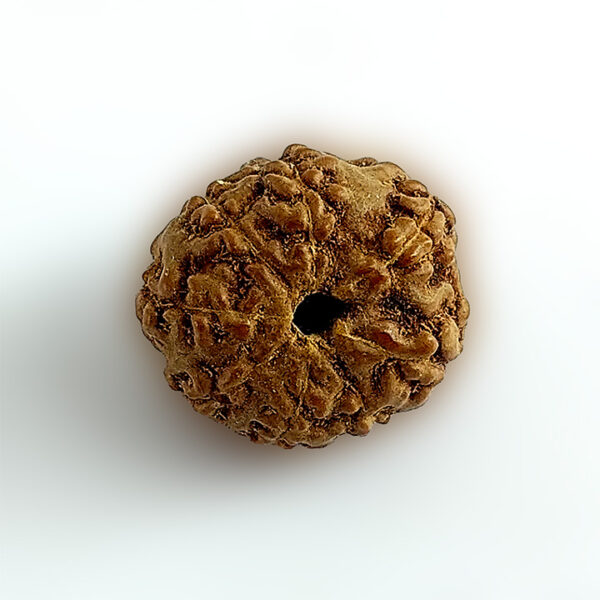 8 Faced Rudraksha (आठ मुखी रूद्राक्ष) - Image 3