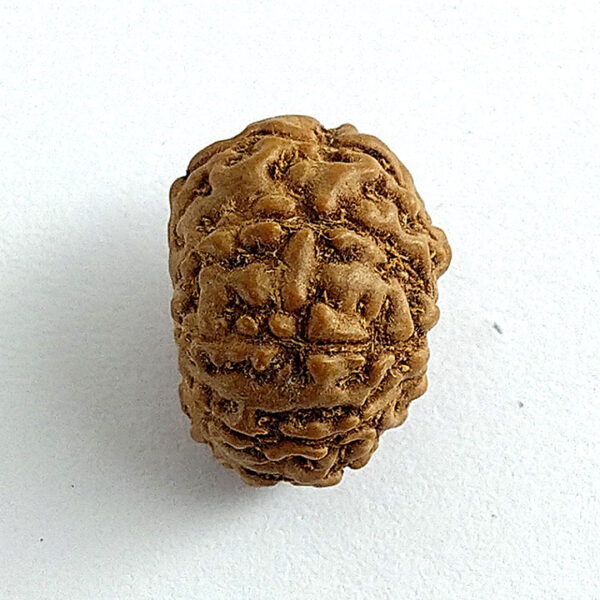 8 Faced Rudraksha (आठ मुखी रूद्राक्ष) - Image 2