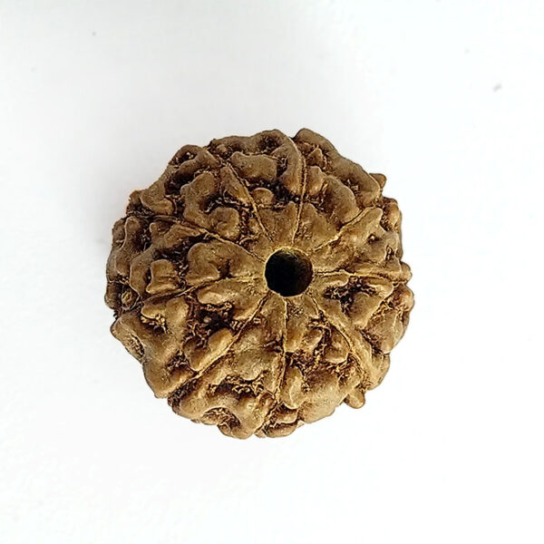 9 Faced Rudraksha (नौ मुखी रूद्राक्ष) - Image 2