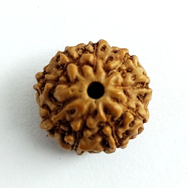 9 Faced Rudraksha (नौ मुखी रूद्राक्ष)