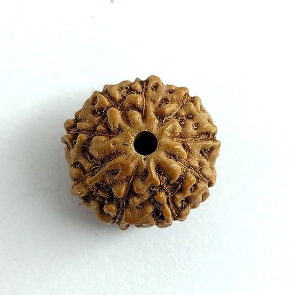 9 Faced Rudraksha (नौ मुखी रूद्राक्ष) - Image 3