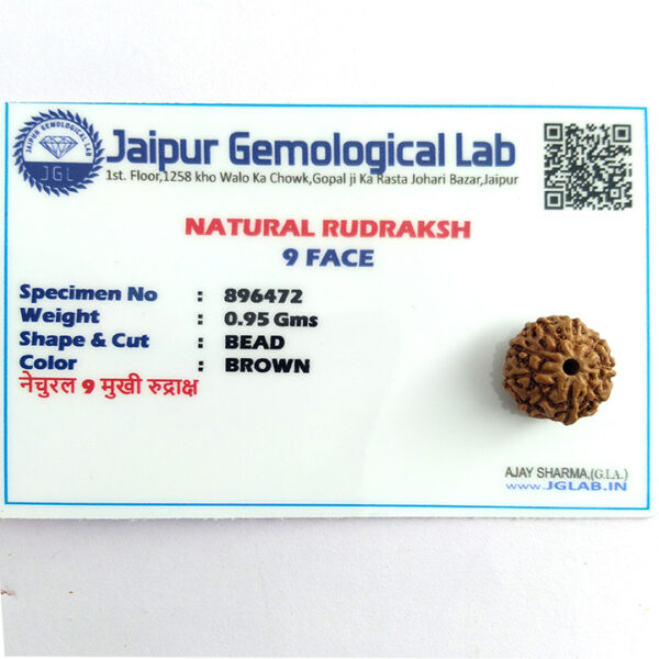 9 Faced Rudraksha (नौ मुखी रूद्राक्ष) - Image 4