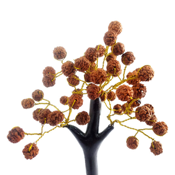 Rudraksha Tree - Image 2