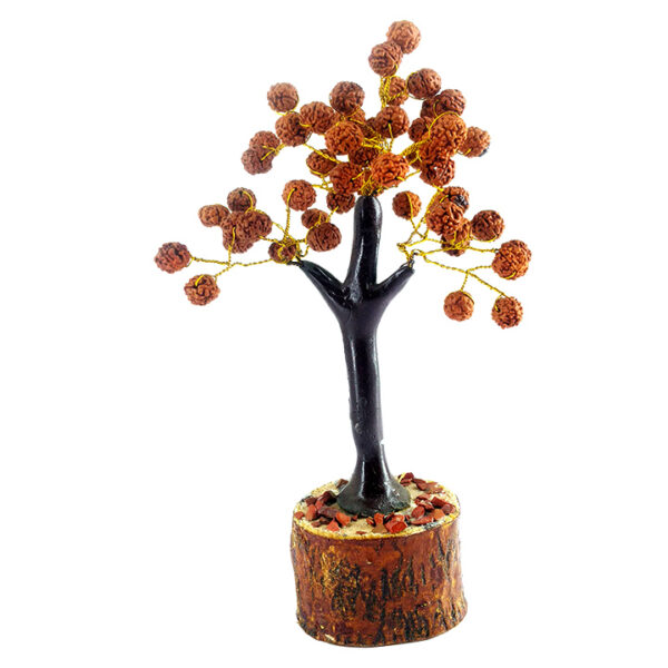 Rudraksha Tree