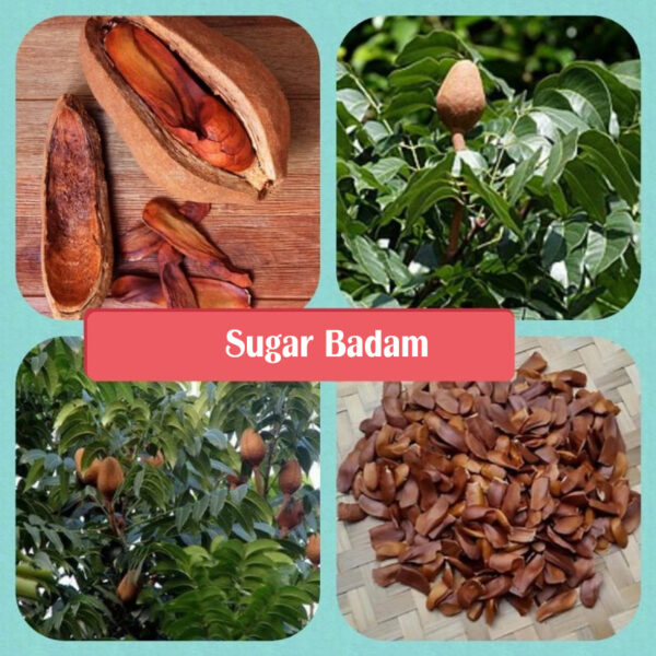 Sugar Badam (Ayurveda) - Image 4