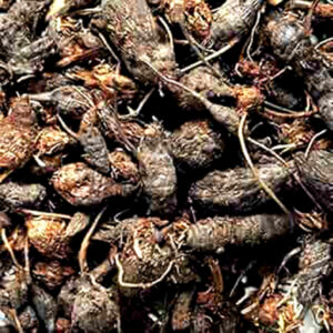 Nagarmotha – Nut Grass