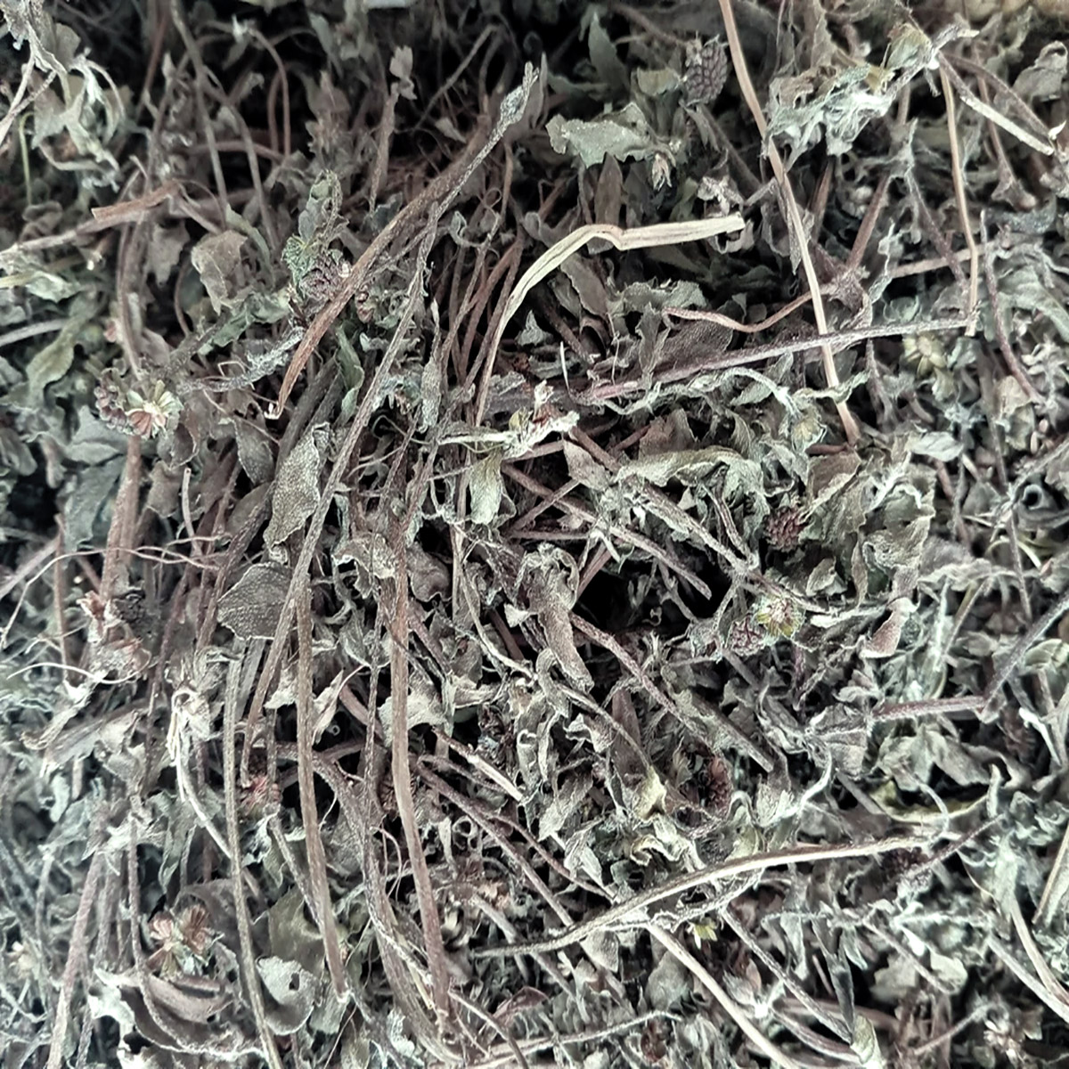 Bhringraj | Pure, Whole Ayurvedic and Traditional Herb - Image 3
